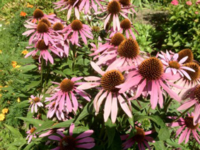 Blumen